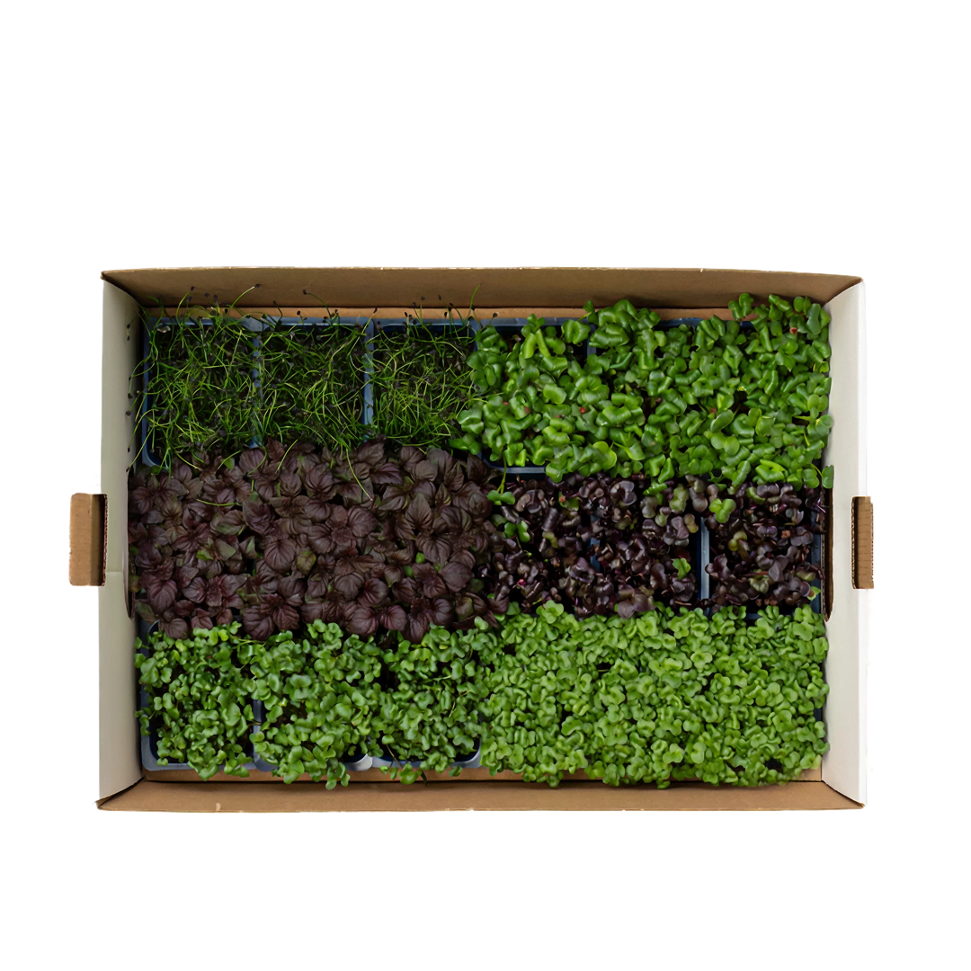 Sakura Microgreens 18 Punnets| Organic Mix