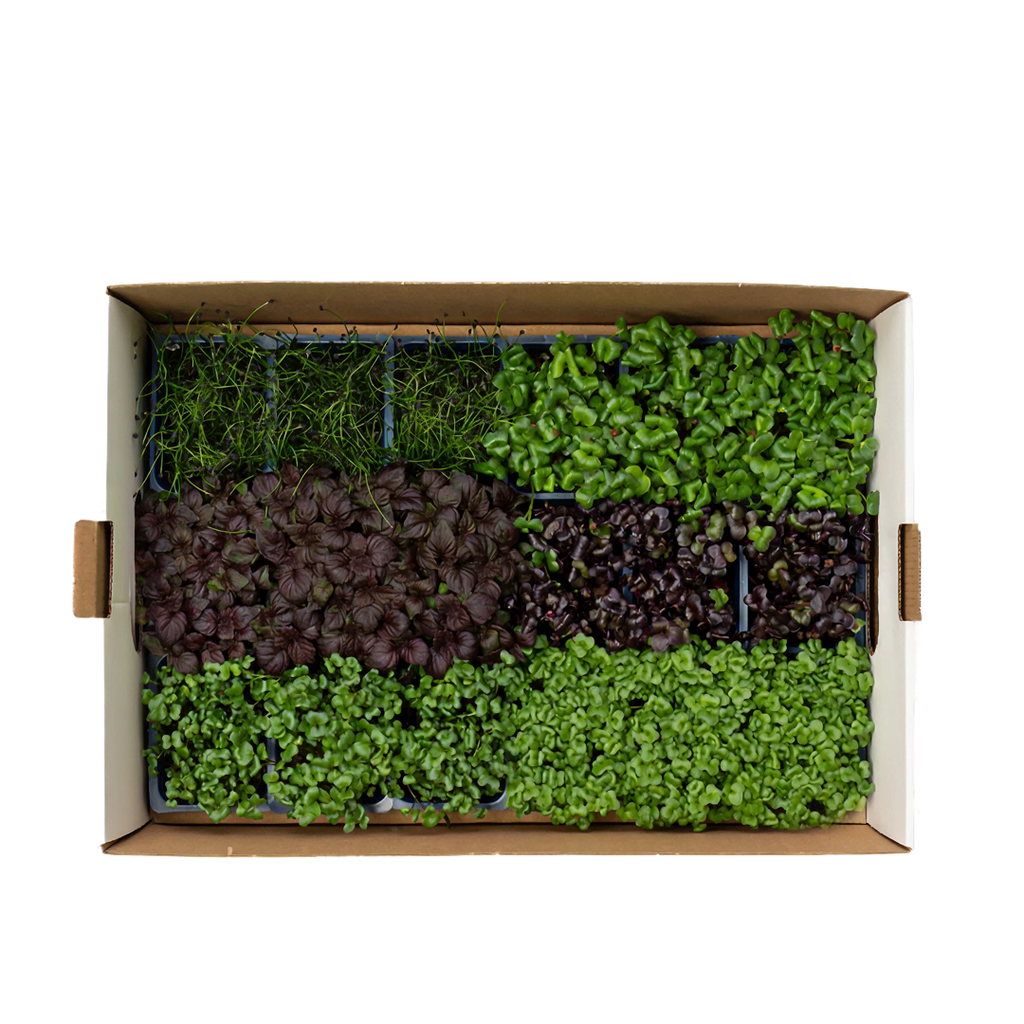 Sakura Microgreens 18 Punnets| Organic Mix
