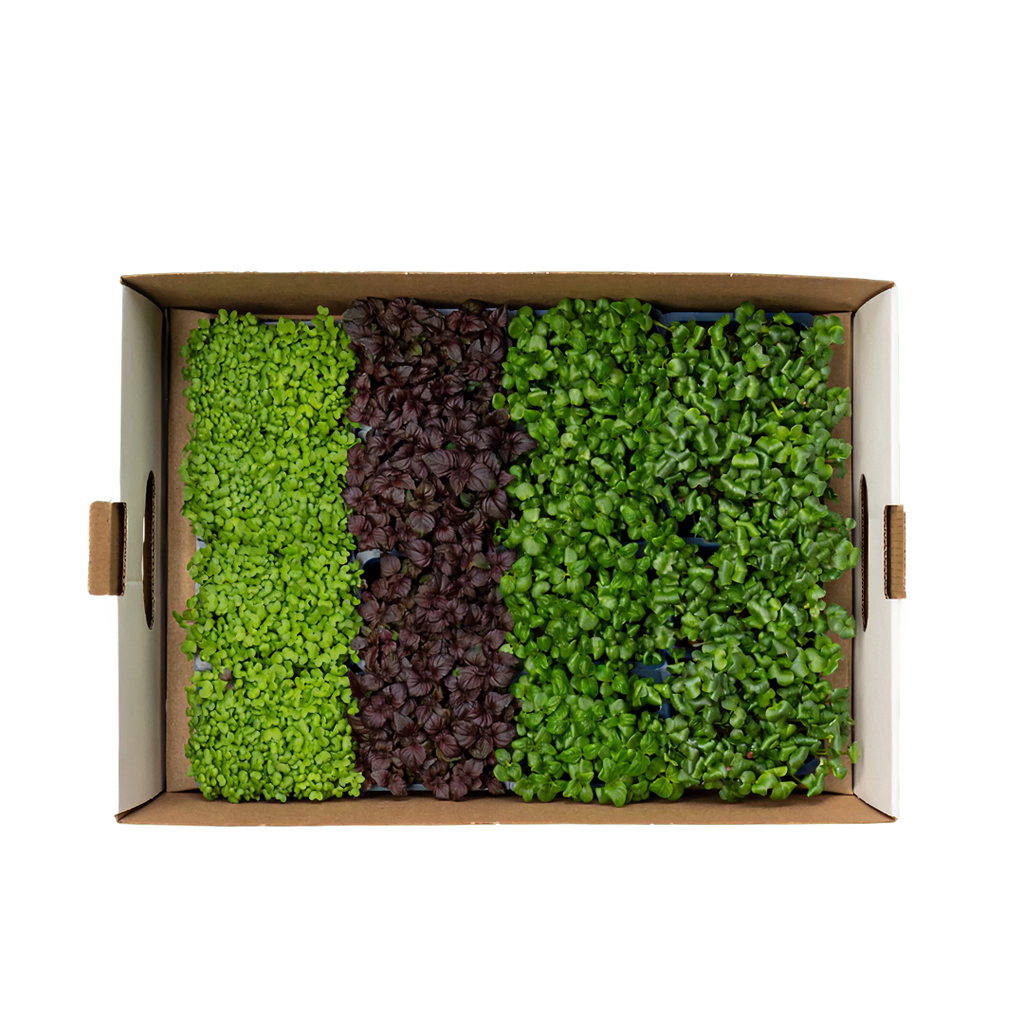 Sisho Microgreen 16 Punnets| Organic Mix