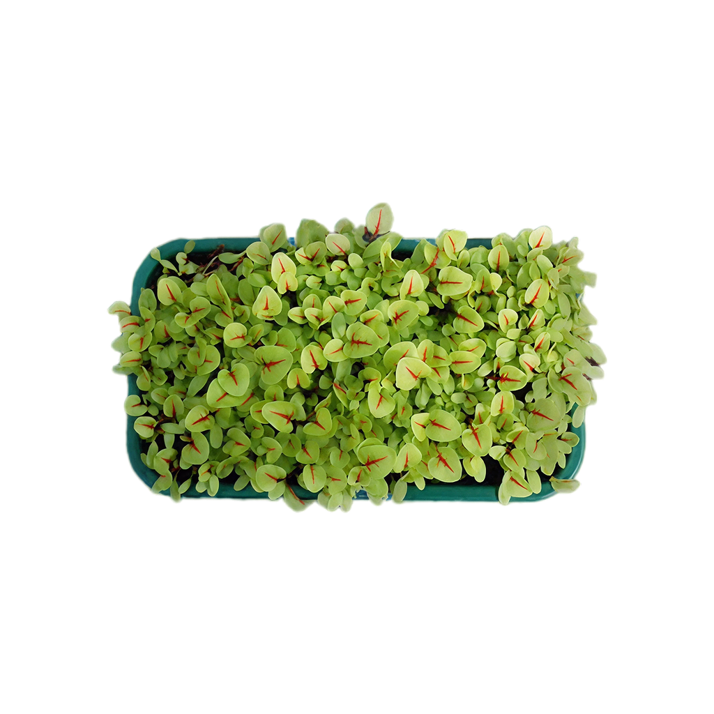 Tahoon 16 Punnets|Organic Microgreen