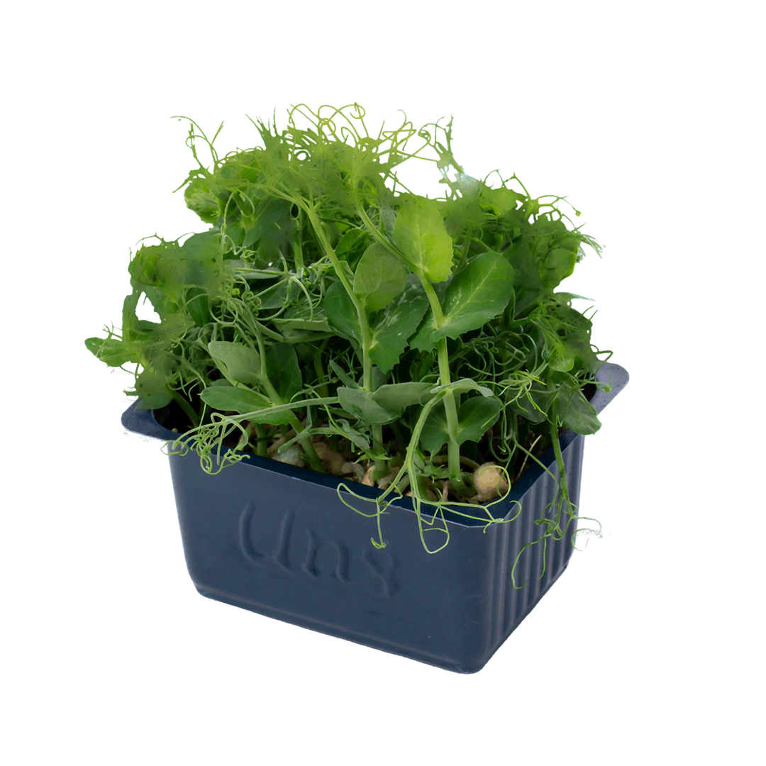 Affilla Cress 16 Punnets|Organic Microgreen