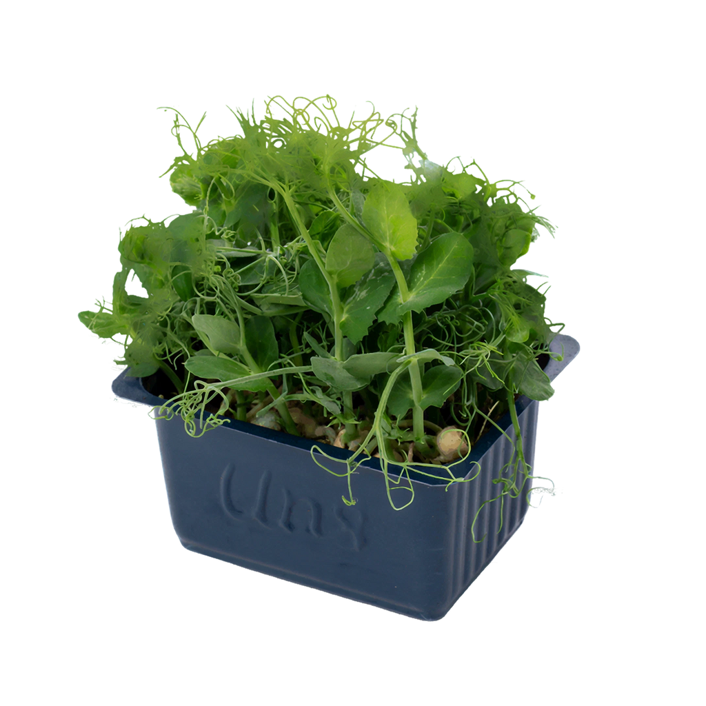 Affilla Cress 16 Punnets|Organic Microgreen
