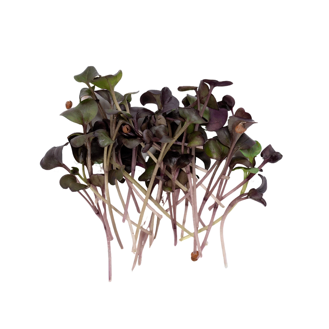 Red Radish 16 Punnets| Organic Microgreens