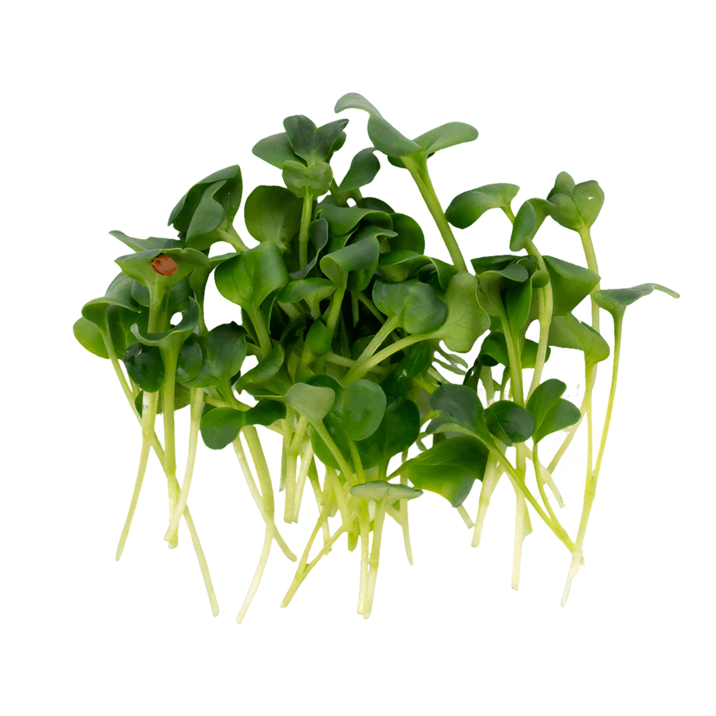 Green Radish| Cut Microgreen