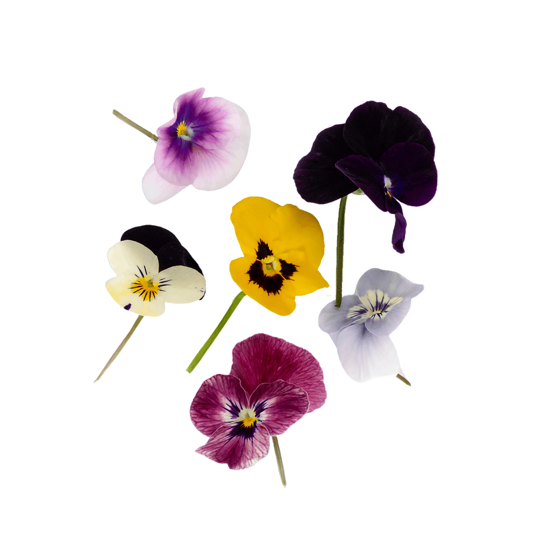 Mixed Viola | Edible Flowers
