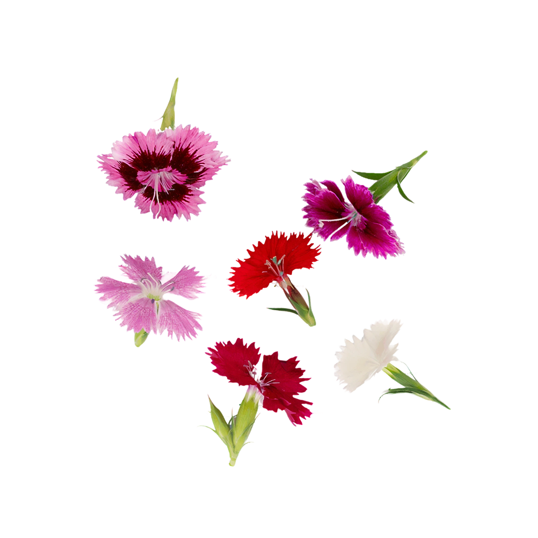 دianthus | أزهار صالحة للأكل