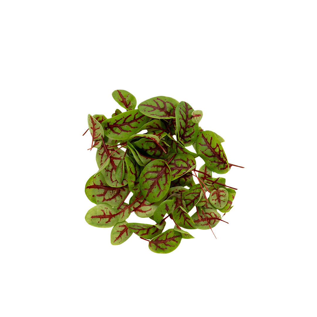 Red Veined Sorrel Baby Leaves | Herbs