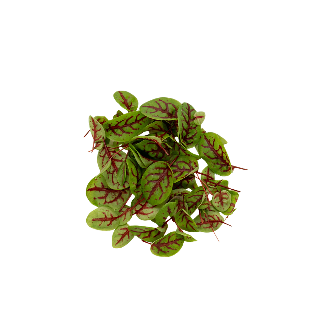 Red Veined Sorrel Baby Leaves | Herbs