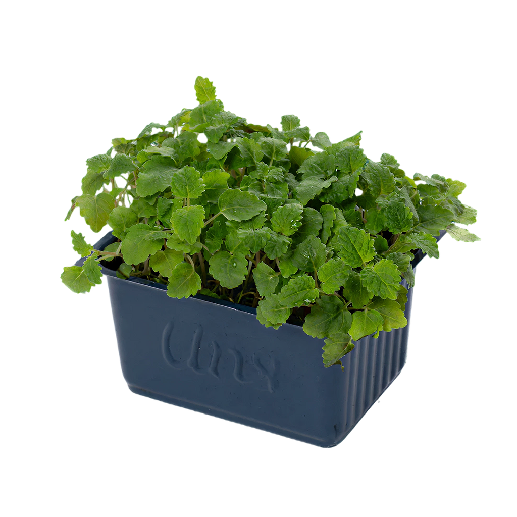 Lemon Balm Microgreen | Cut Microgreen