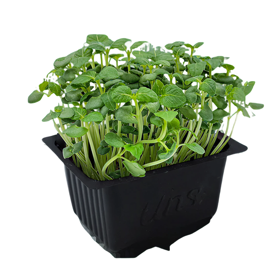 Sisho Green Microgreen | Cut Microgreen