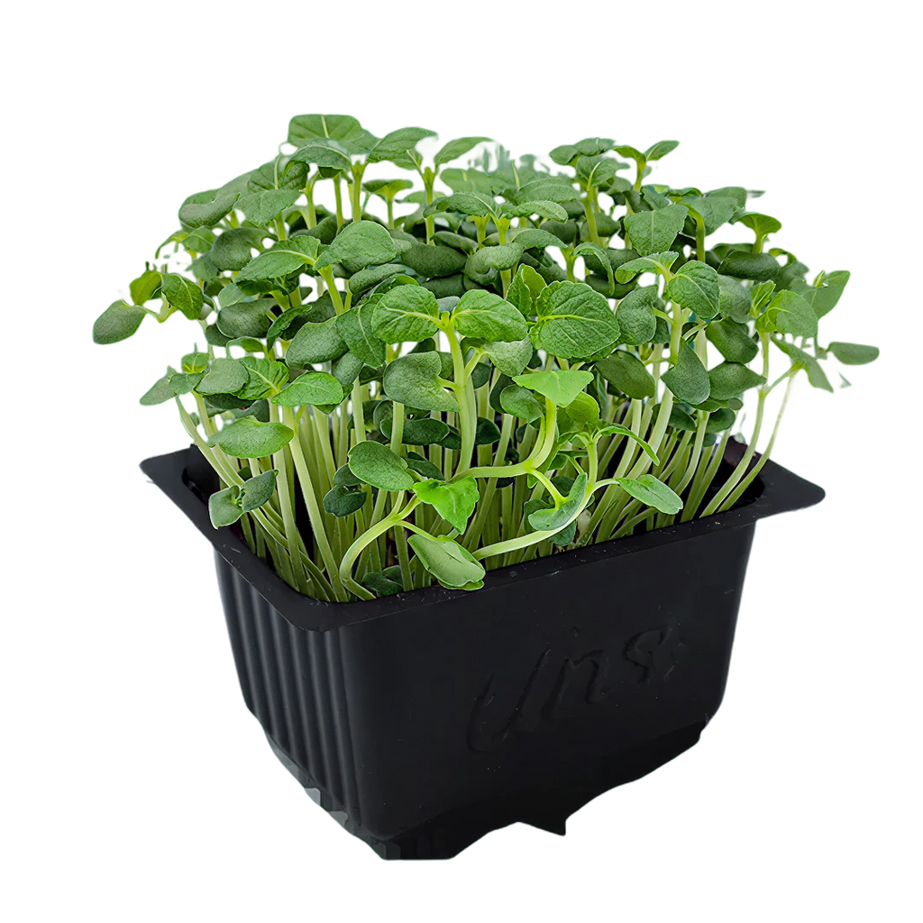 Sisho Green Microgreen | Cut Microgreen