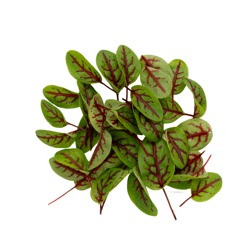 Sorrel Microgreen 55Pcs | Cut Microgreen