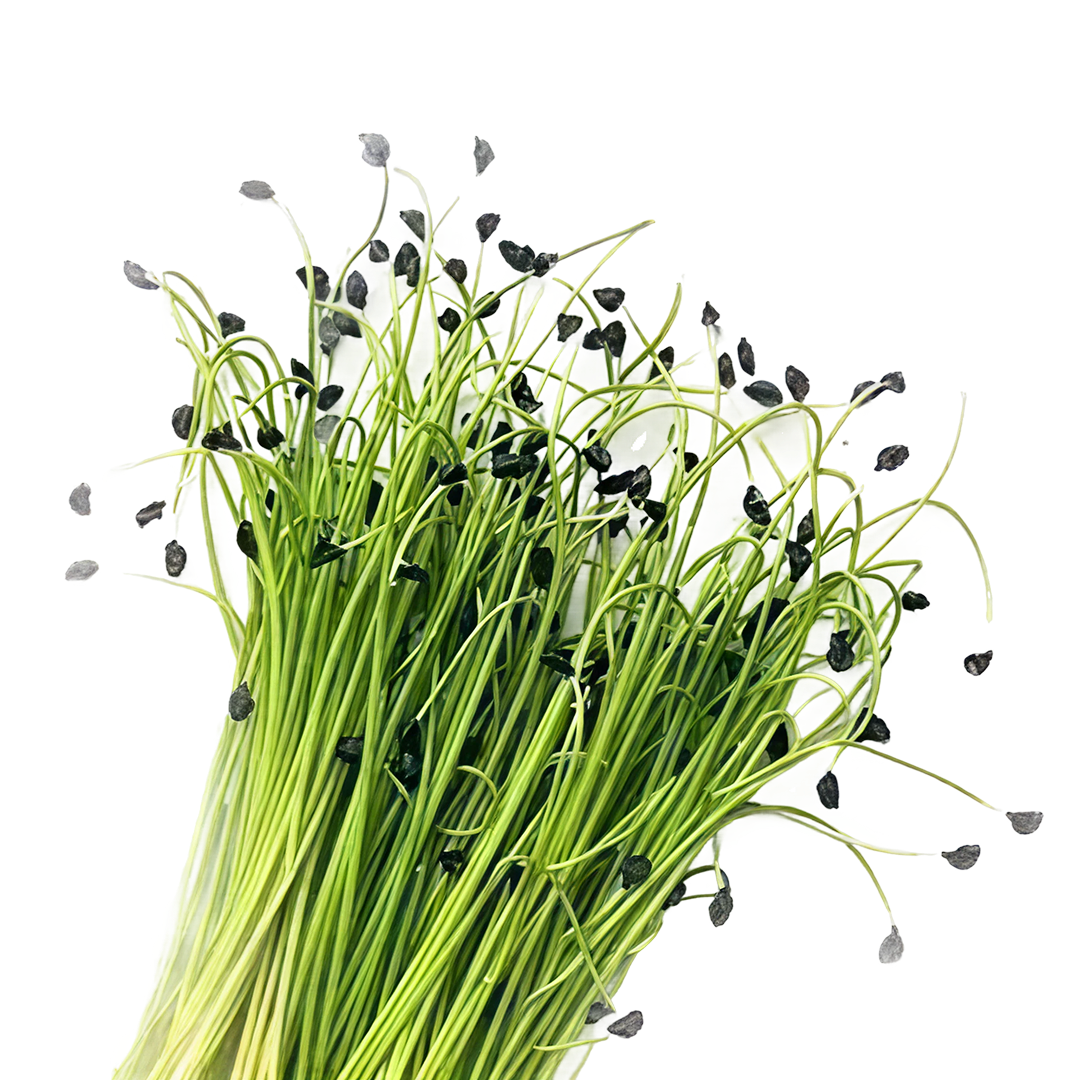 Garlic Chives Microgreen | Cut Microgreen