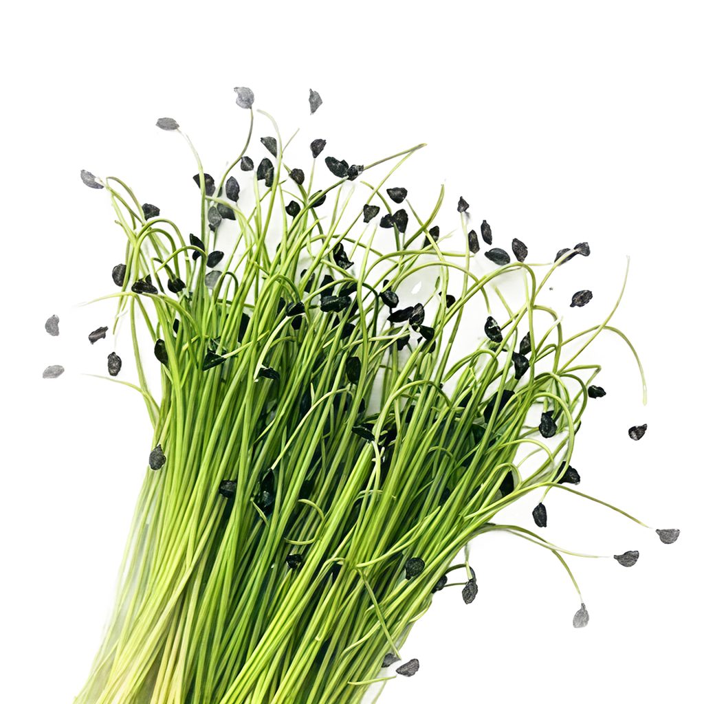 Garlic Chives Microgreen | Cut Microgreen