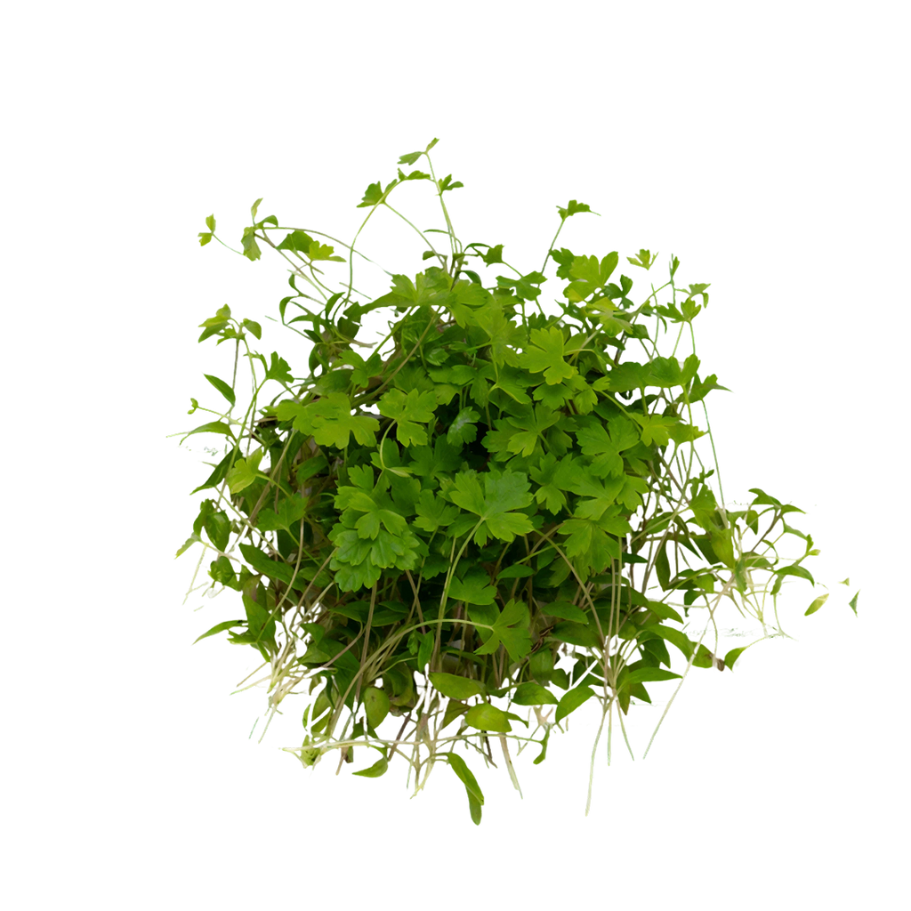 Parsley Microgreen | Cut Microgreen