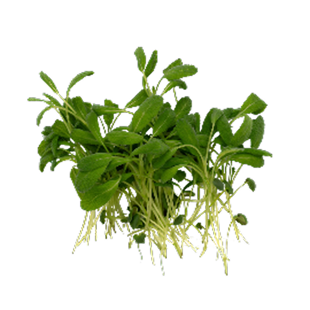 Sage Microgreen | Cut Microgreen
