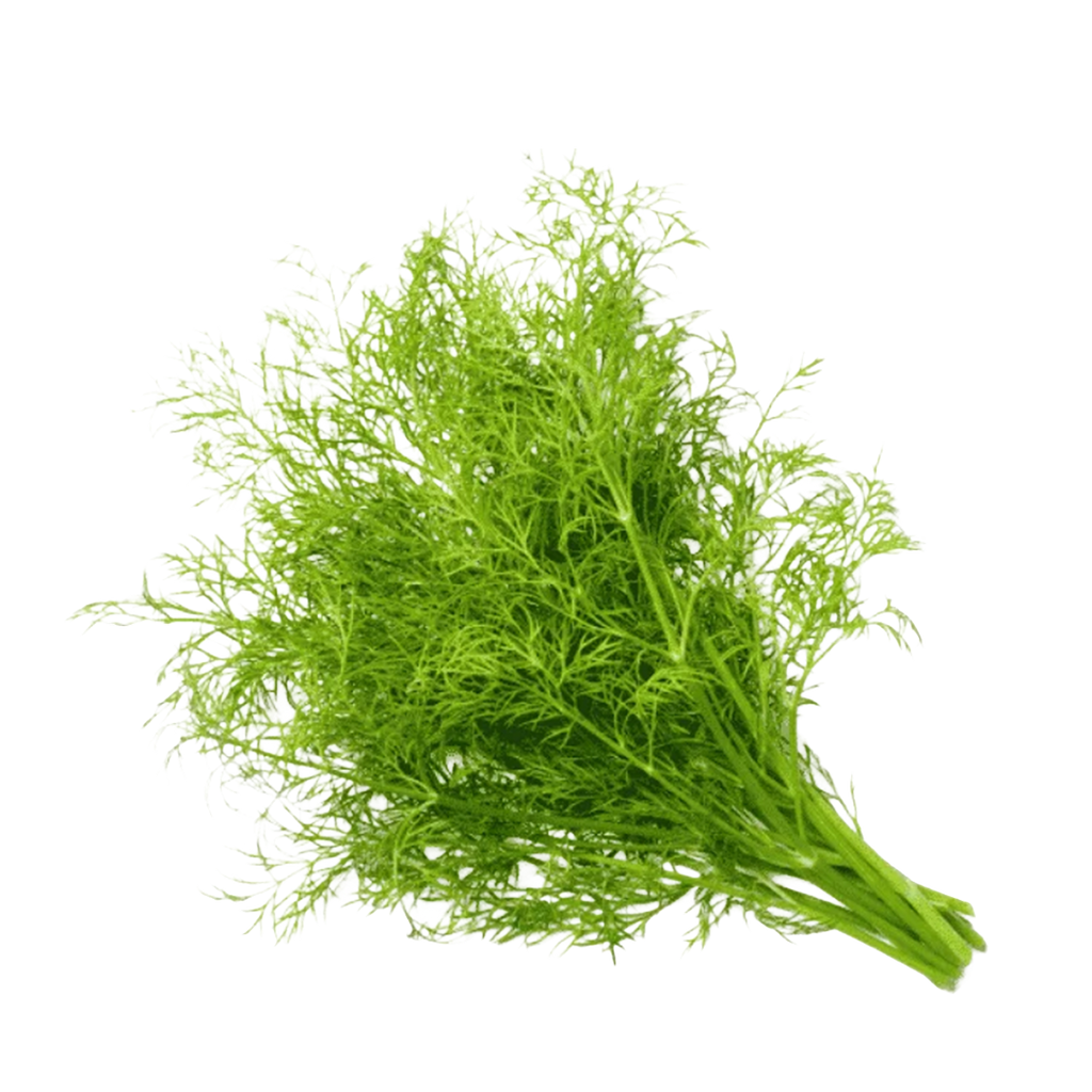 Dill Herbs Bunch Local
