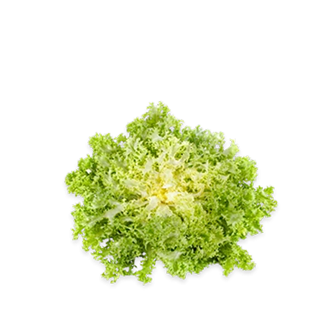 Lettuce Frisse