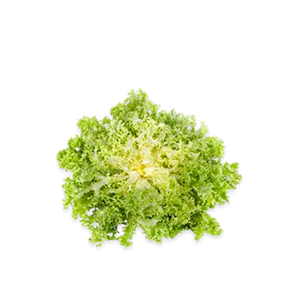 Lettuce Frisse