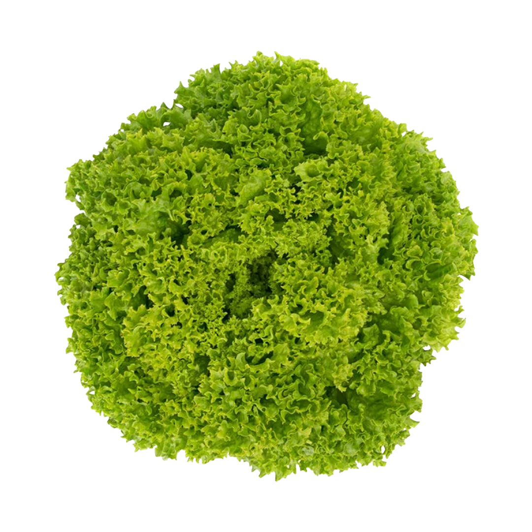 Lettuce Lolo Bianco