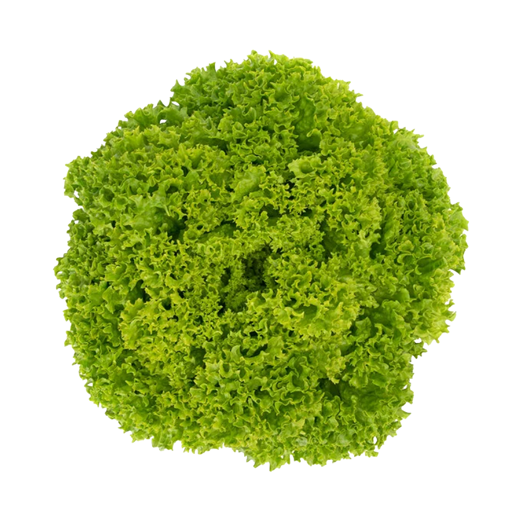 Lettuce Lolo Bianco
