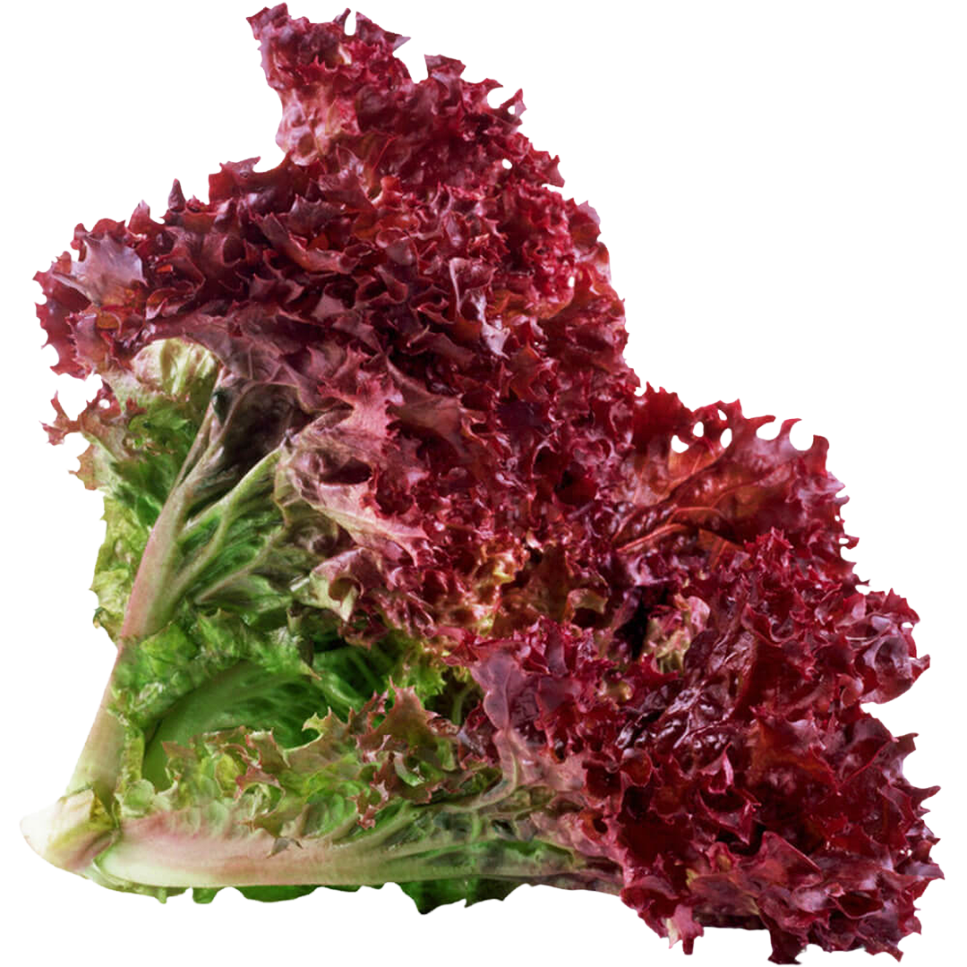 Lettuce Lolo Rosso