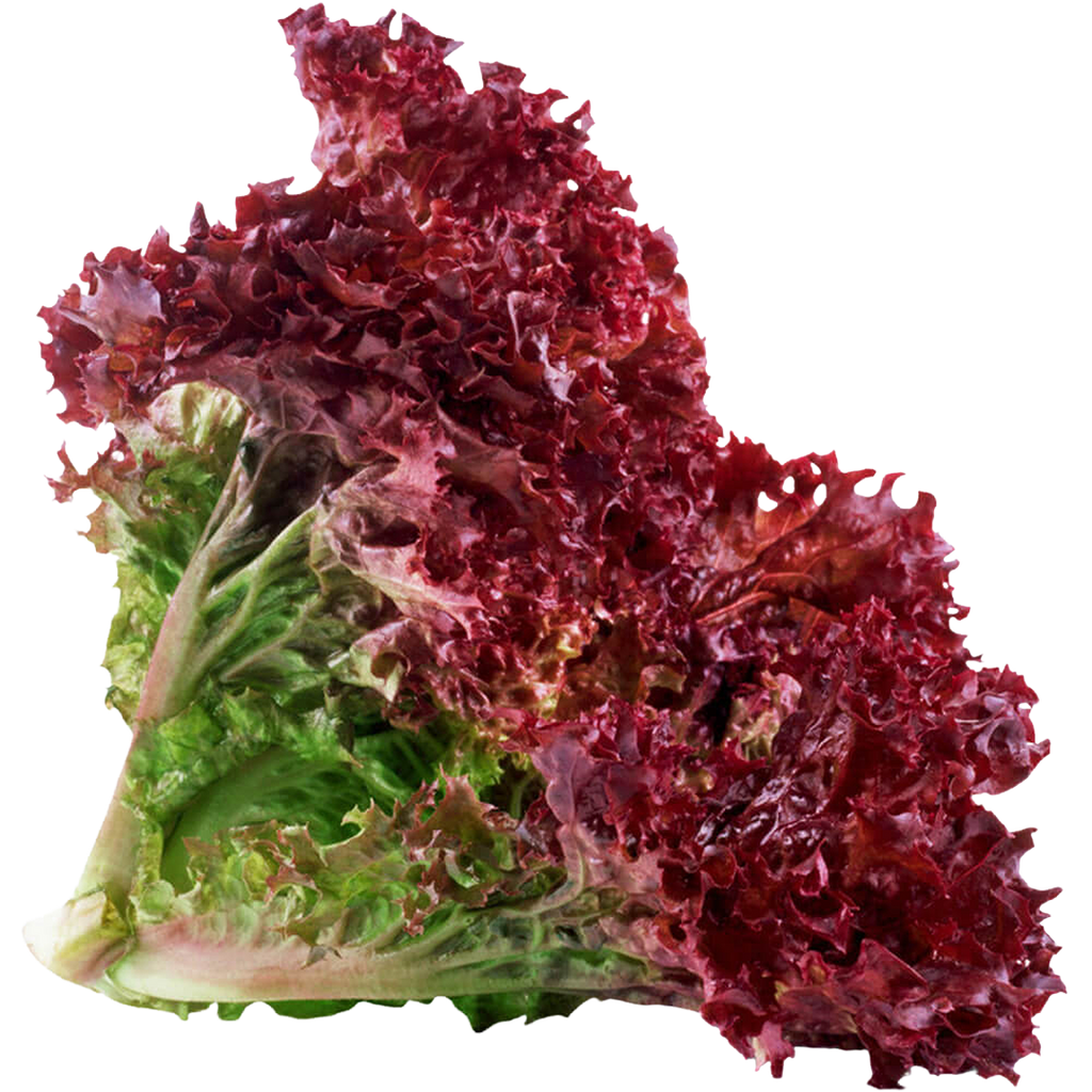 Lettuce Lolo Rosso