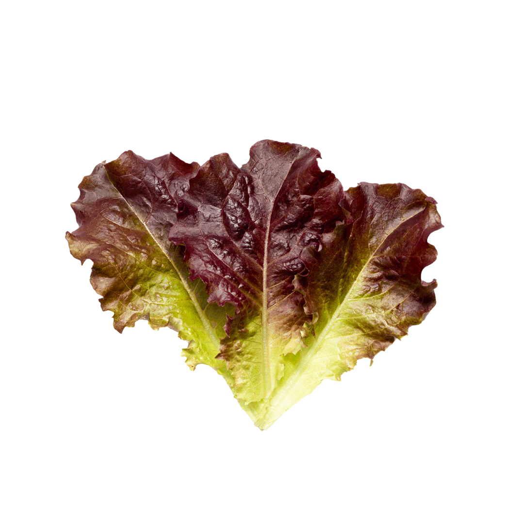 Lettuce Oakleaf Red