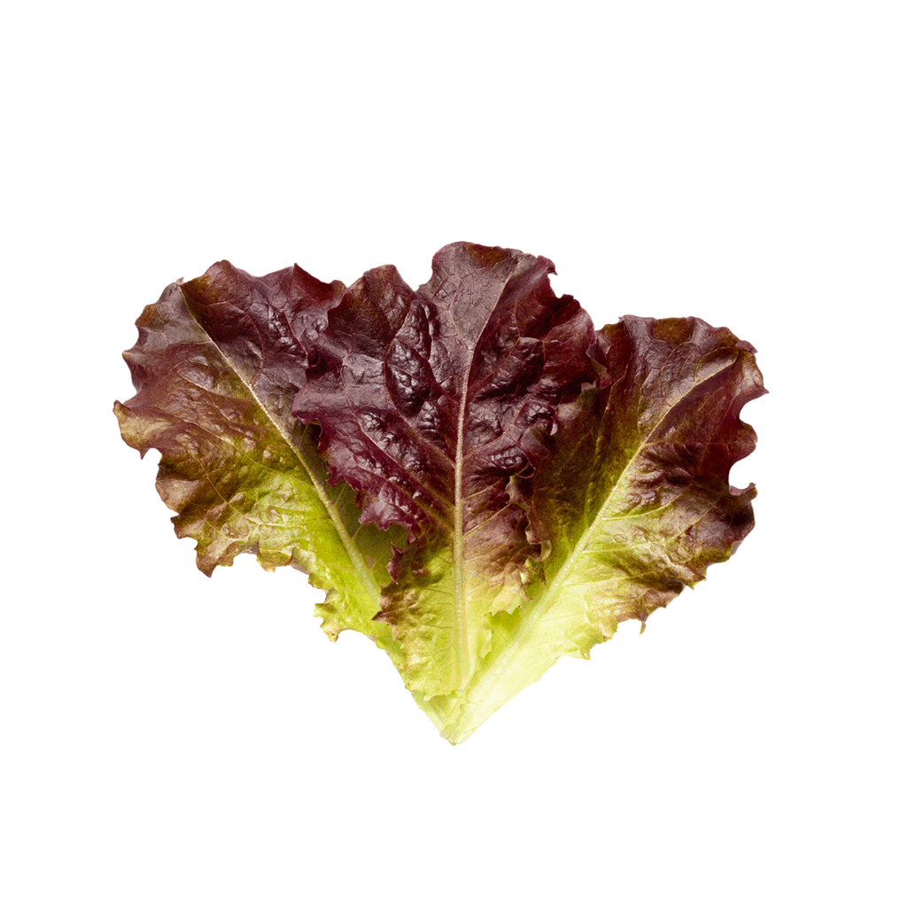 Lettuce Oakleaf Red