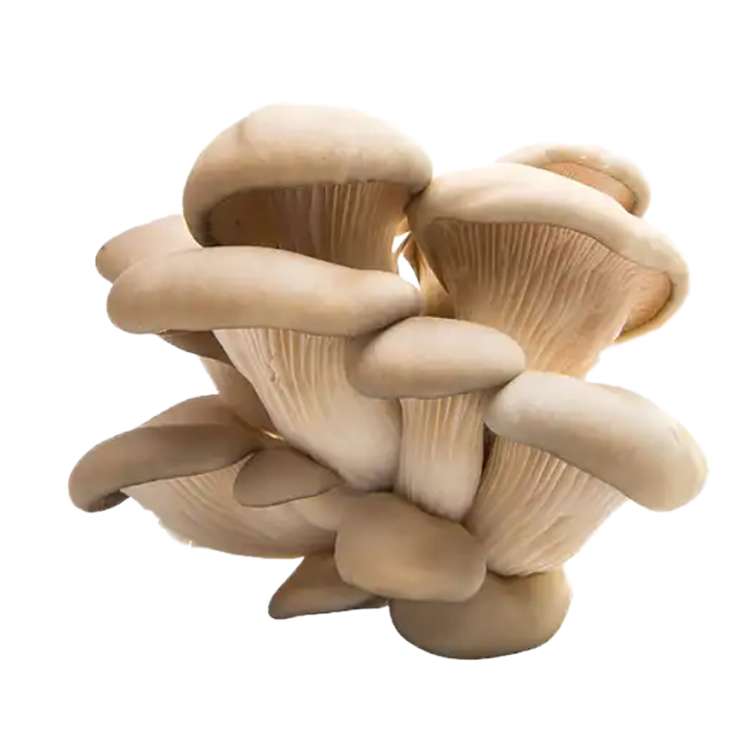 Mushroom Oyster
