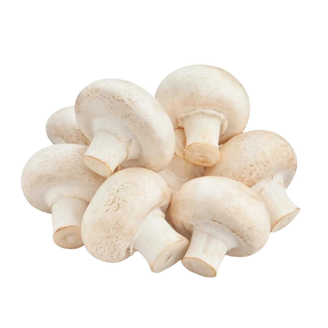 Mushroom White Holand