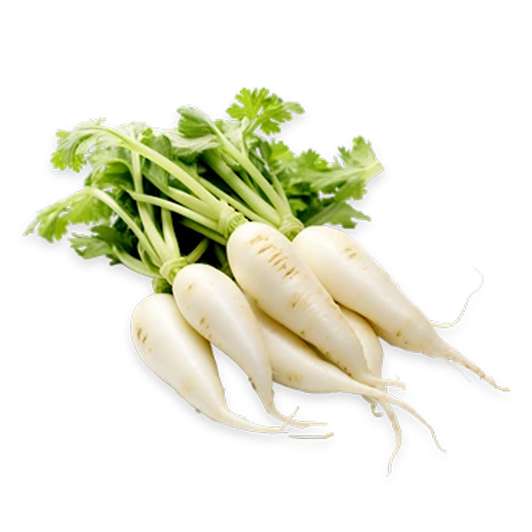 Radish White Fresh